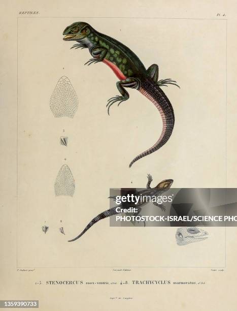stenocercus, 19th century illustration - lizard stock illustrations