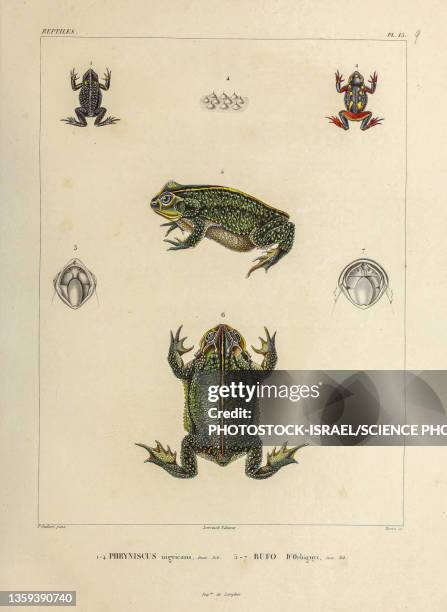 toads of south america, 19th century illustration - bufo toad stock illustrations