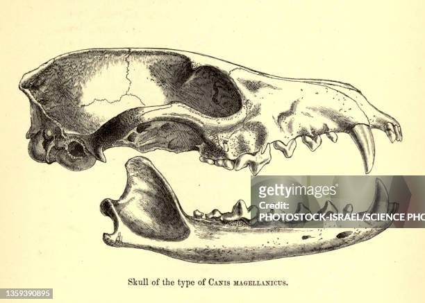 ilustraciones, imágenes clip art, dibujos animados e iconos de stock de skull of canis magellanicus, 19th century illustration - zoologia