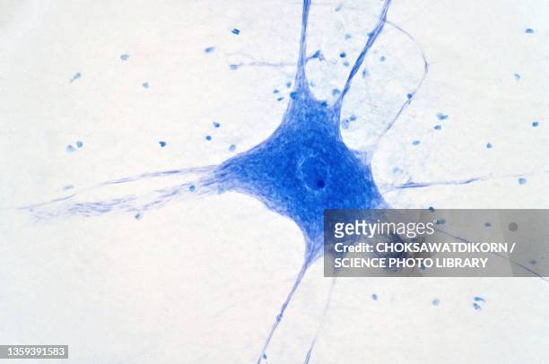 nerve cells, light micrograph - lichtmikroskopische aufnahme stock-fotos und bilder