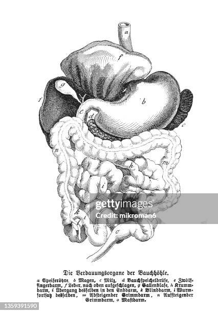 old engraved illustration of human digestive system - human-digestive-system-diagram stock-fotos und bilder