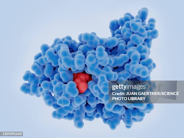 mtap enzyme binding to a substrate, illustration - enzyme structure stock pictures, royalty-free photos & images