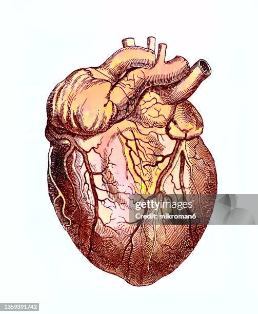 old engraved illustration of anatomy of human heart - bloody heart stock pictures, royalty-free photos & images