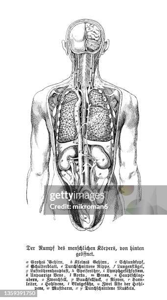 old engraved illustration of human guts, internal organs - human body stockfoto's en -beelden