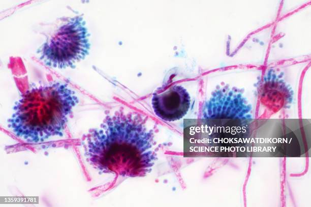 aspergillus fungus, light micrograph - bacteria cultures stock pictures, royalty-free photos & images