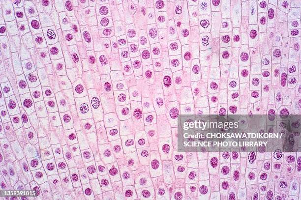 mitosis, light micrograph - mitosis bildbanksfoton och bilder