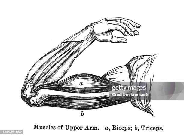 old engraved illustration of human muscles of upper arm (biceps and triceps) - arm lichaamsdeel stockfoto's en -beelden