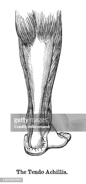 old engraved illustration of human muscles, the achilles tendon - achilles tendon stock-fotos und bilder