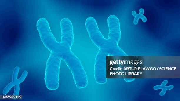 x chromosomes, illustration - 染色体点のイラスト素材／クリップアート素材／マンガ素材／アイコン素材