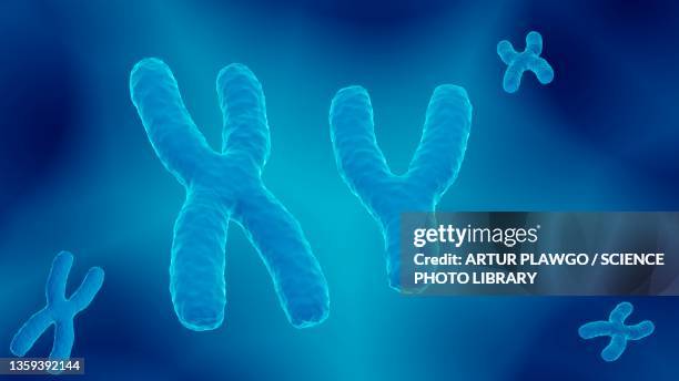 x and y chromosomes, illustration - chromosome stock pictures, royalty-free photos & images