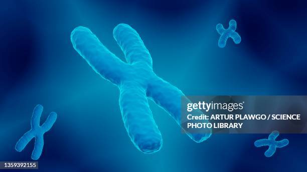 x chromosome, illustration - chromosome stock illustrations