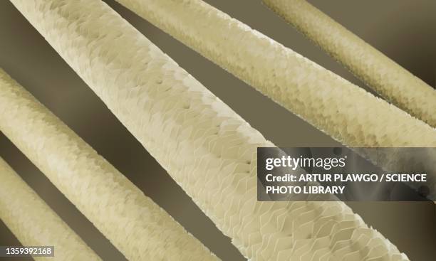 human hair, illustration - stratum corneum stock illustrations