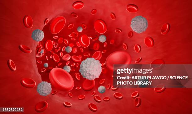 illustrations, cliparts, dessins animés et icônes de red and white blood cells, illustration - leucémie