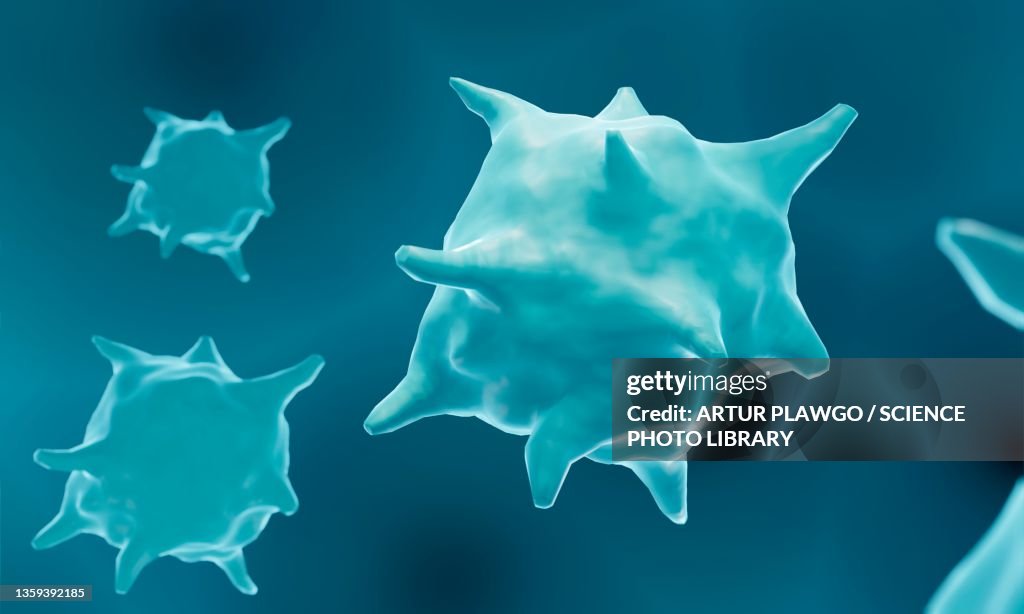 Macrophages, illustration