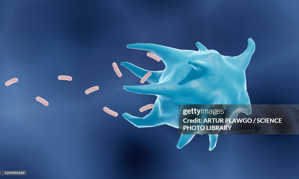 Macrophage phagocytosis, illustration