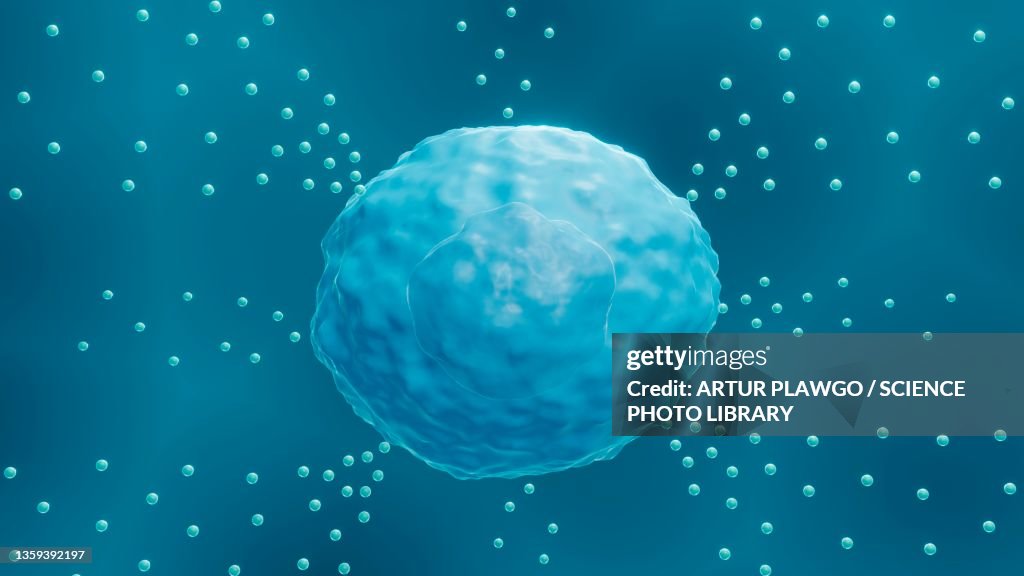 Mast cell, illustration