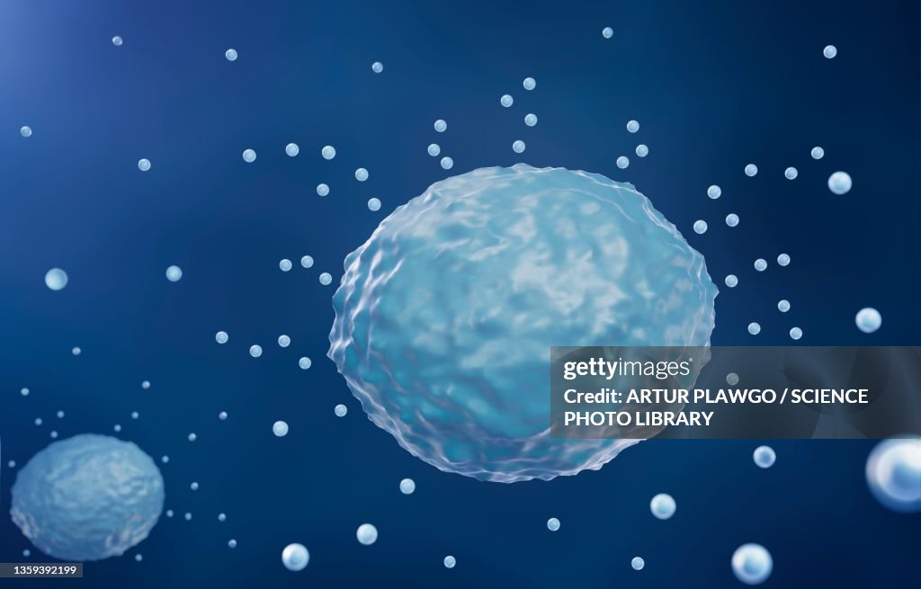 Mast cells, illustration