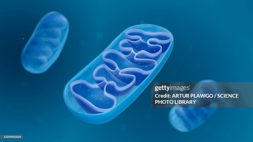 Mitochondria, illustration