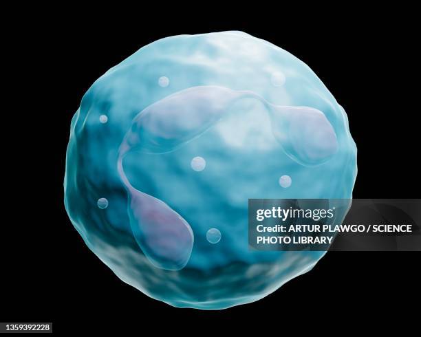 neutrophil, illustration - neutrophil stock illustrations