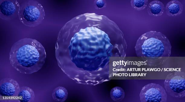 embryonic stem cells, illustration - nucleus stock illustrations