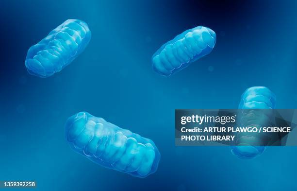 mitochondria, illustration - mitochondrion stock illustrations