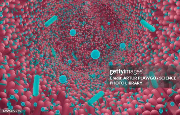 intestinal microbiota, illustration - lactobacillus stock illustrations