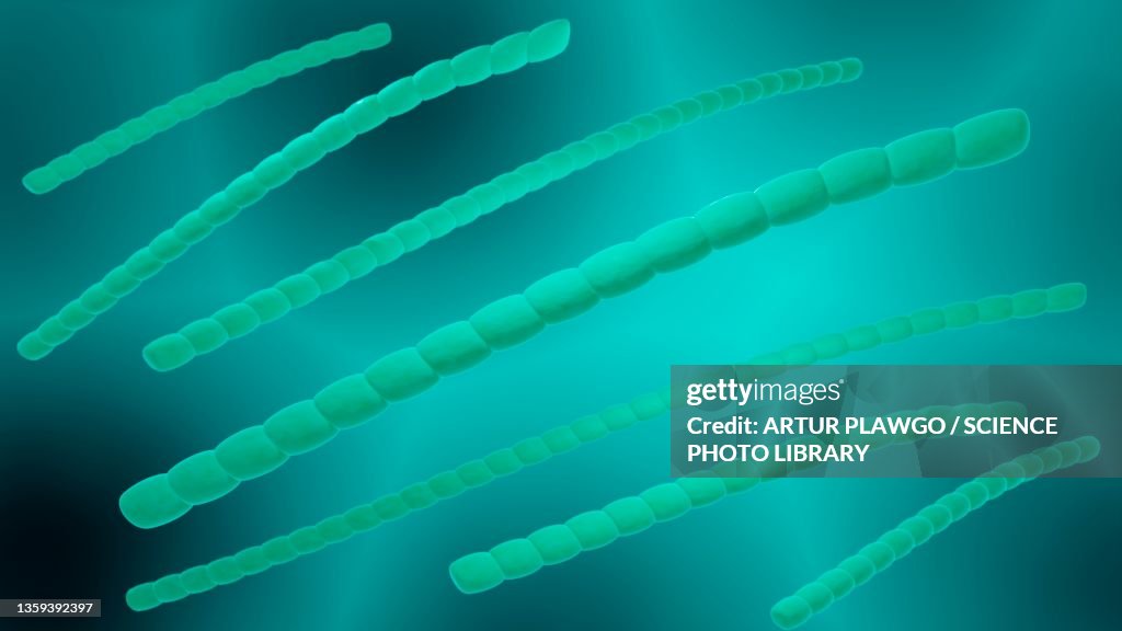 Cyanobacteria, illustration