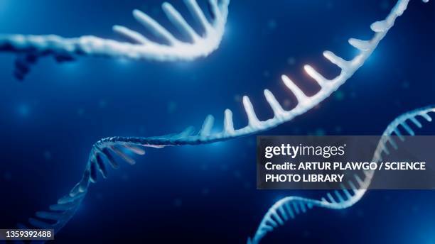 rna molecule, illustration - rna stock illustrations