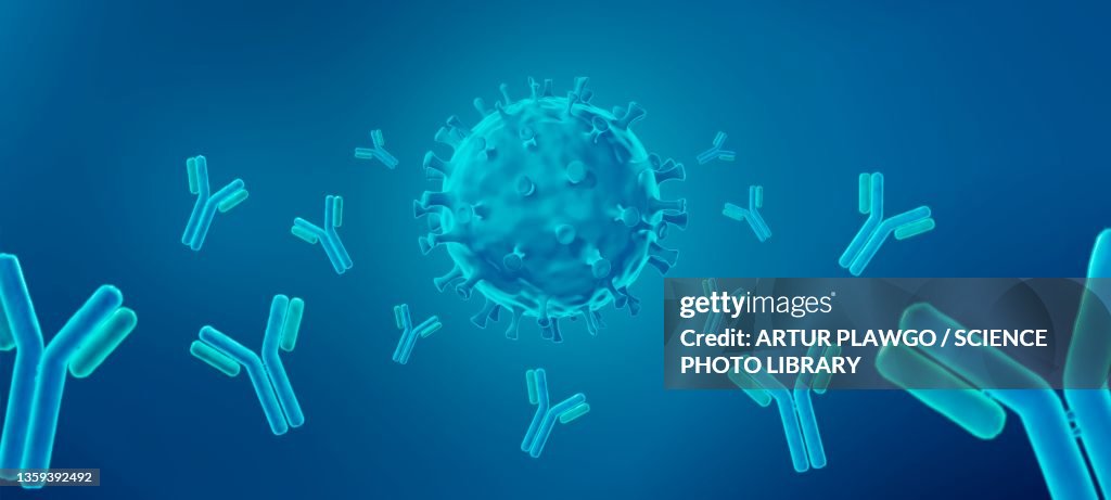 Antibodies neutralizing a virus, illustration