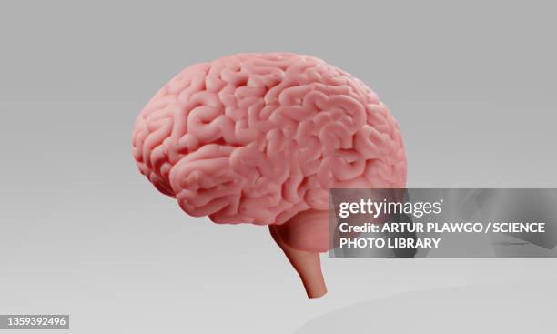illustration of human brain, illustration - human brain white background stock illustrations