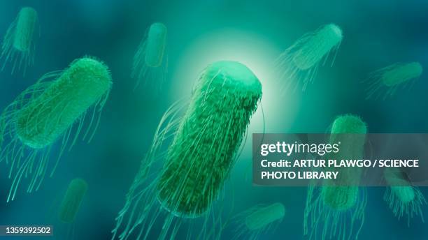 salmonella bacteria, illustration - salmonella bacteria stock illustrations