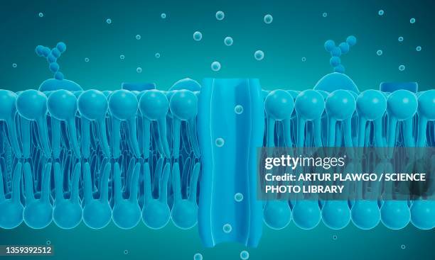 ion channel in a cell membrane, illustration - membrane stock-grafiken, -clipart, -cartoons und -symbole