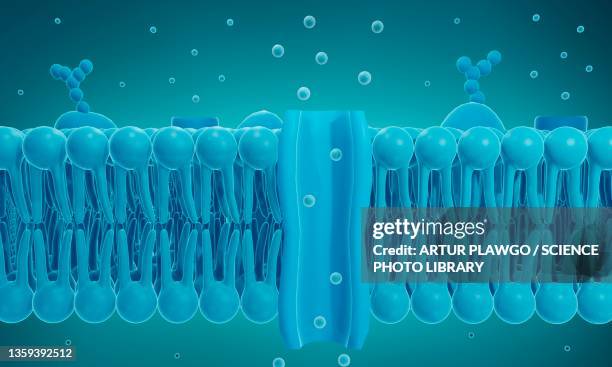 ilustraciones, imágenes clip art, dibujos animados e iconos de stock de ion channel in a cell membrane, illustration - membrana