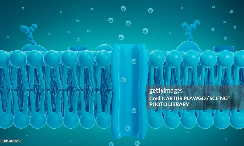 Ion channel in a cell membrane, illustration