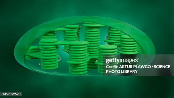 chloroplast anatomy, illustration - chlorophyll stock illustrations