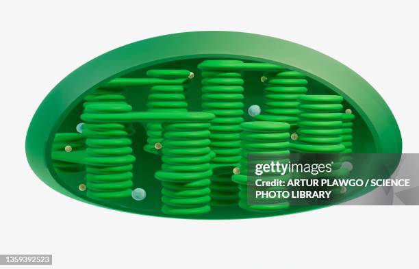 chloroplast, illustration - chlorophyll stock illustrations