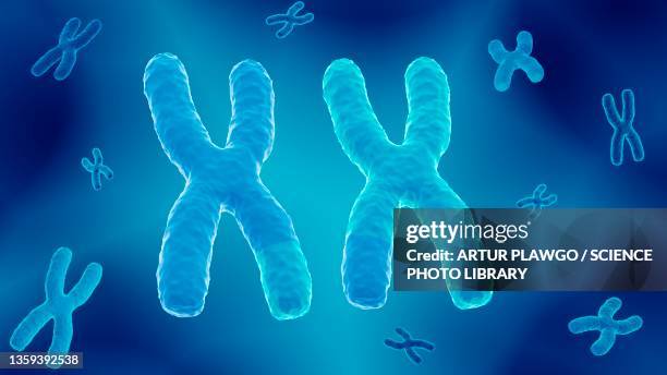 crossing-over of chromatids, illustration - chromosome stock-fotos und bilder