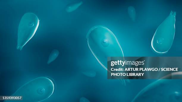 stockillustraties, clipart, cartoons en iconen met parasitic amoeba, illustration - amoebiasis