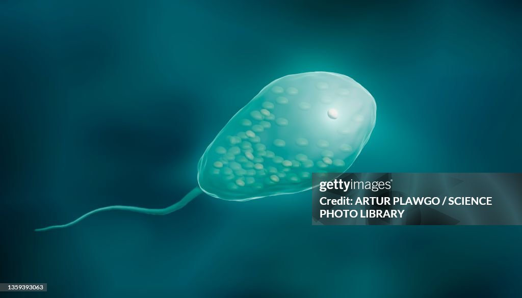 Euglena, illustration