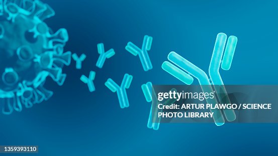 Antibodies, illustration Antibodies, illustration