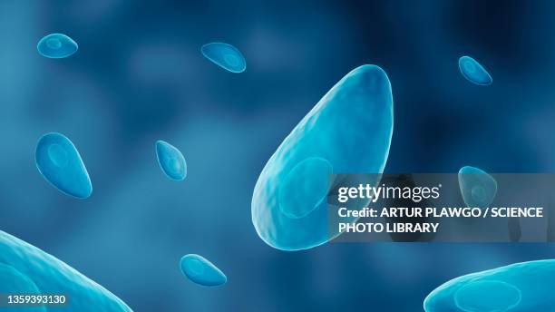 toxoplasma parasite, illustration - abszess stock-grafiken, -clipart, -cartoons und -symbole