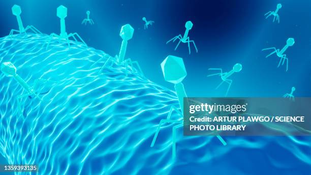 bacteriophage therapy, illustration - バクテリオファージ ストックフォトと画像
