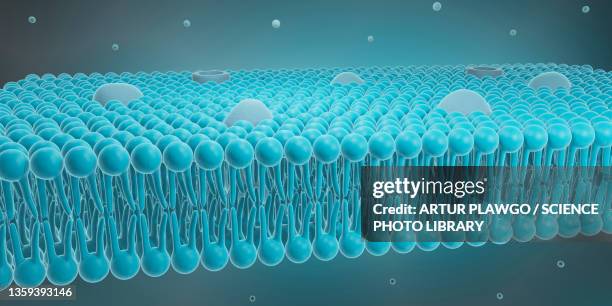 cell membrane, illustration - lipid stock-grafiken, -clipart, -cartoons und -symbole