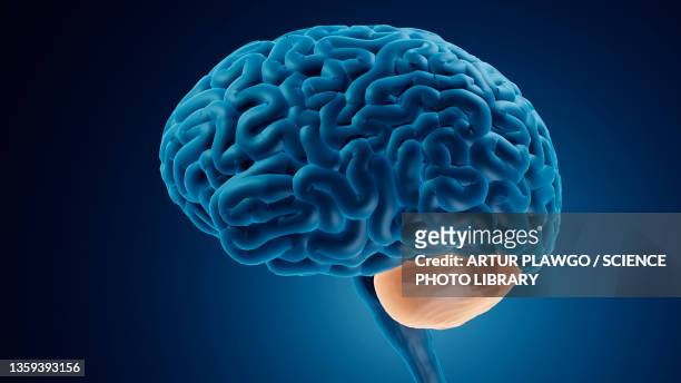 cerebellum, illustration - cerebral cortex stock-grafiken, -clipart, -cartoons und -symbole