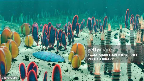 ediacaran life forms on the seafloor - meeresboden stock-grafiken, -clipart, -cartoons und -symbole