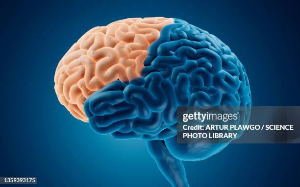 frontal lobe, illustration - neuroscience stock illustrations