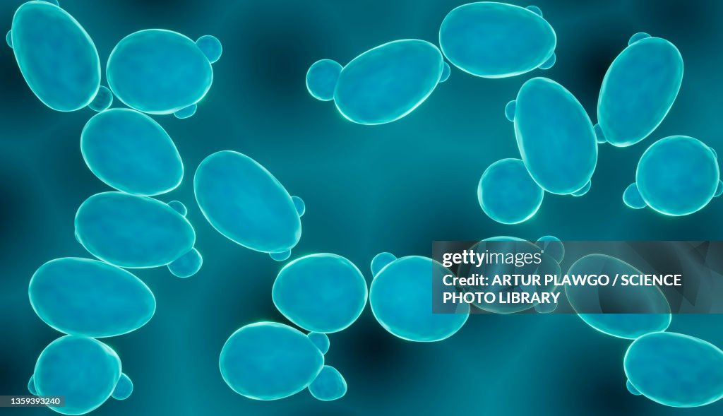 Probiotic Saccharomyces yeast, illustration