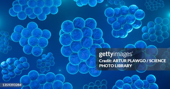 Staphylococcus aureus bacteria, illustration Staphylococcus aureus bacteria, illustration