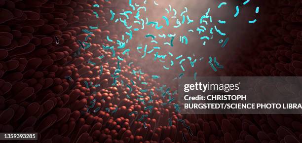 bacteria as part of the microbiome, illustration - small intestine stock illustrations