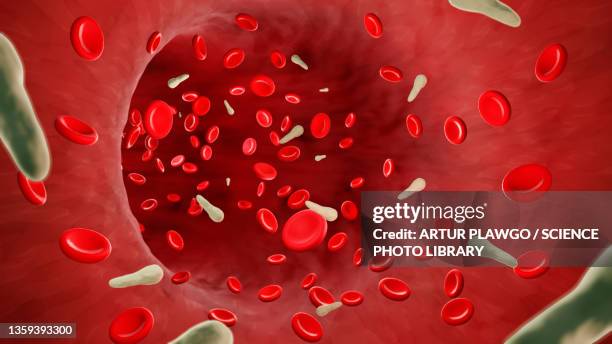 tetanus bacteria in blood, illustration - sepsis stock illustrations
